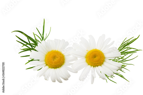 Fototapeta Naklejka Na Ścianę i Meble -  chamomile with green leaves isolated on a white background. daisy flower.
