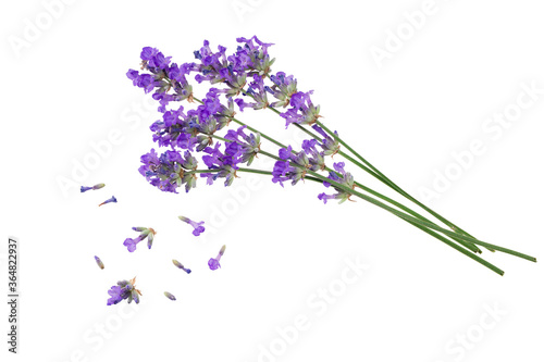 Fototapeta Naklejka Na Ścianę i Meble -  lavender flowers isolated on a white background