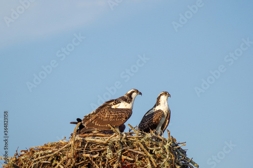 Two Ospreys on Nest