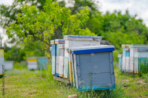 Raw of colorful hives on green meadow. Colorful hives in garden. Bees and honey concept. Apiculture.