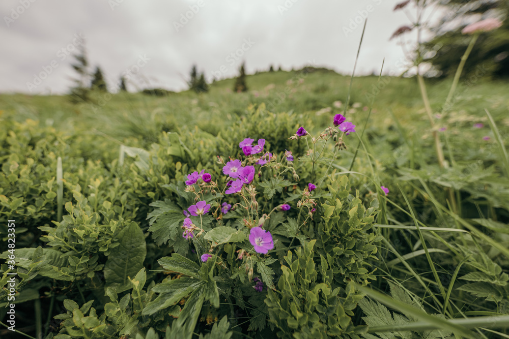 Obraz premium A purple flower on a plant
