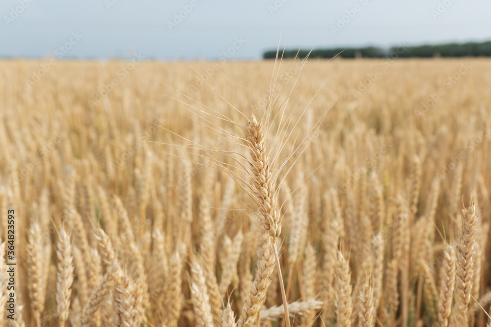 field with ears of yellow and ripe wheat ready for harvest. one big spike with grain in the foreground. Copy space for text. Agricultural concept field with ears of yellow and ripe wheat ready for harvest. one big spike with grain in the foreground. Copy space for text. Agricultural concept