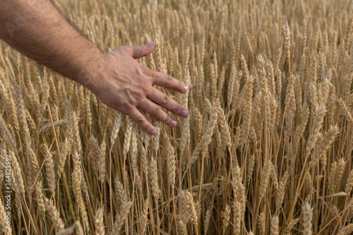 man runs a hand over the ears of wheat. The grain has ripened and the crop is ready for harvest. Agricultural concept