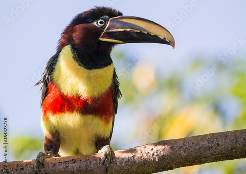 Chestnut-eared Aracari