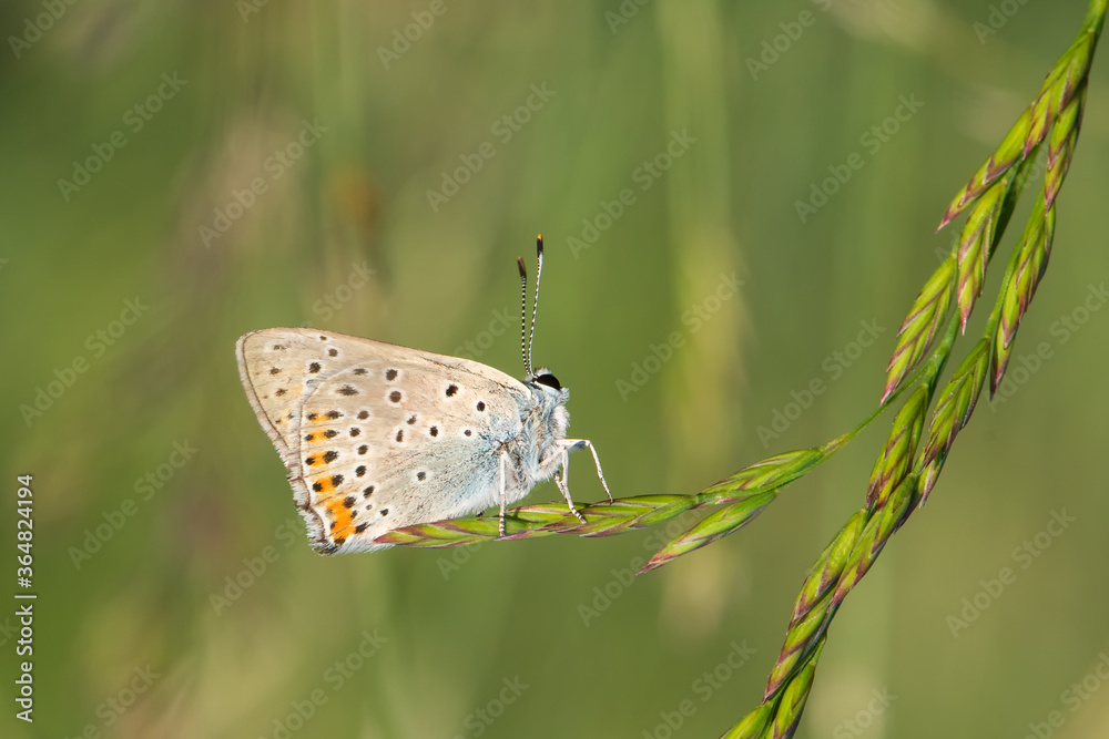 Obraz premium butterfly on leaf