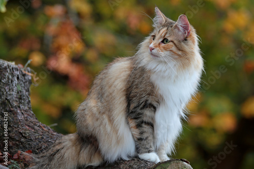Photography A beautiful norwegian forest cat female in autumnal scenery