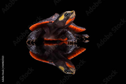 Картината върху платно Reflection of a red-bellied turtle, Indonesia