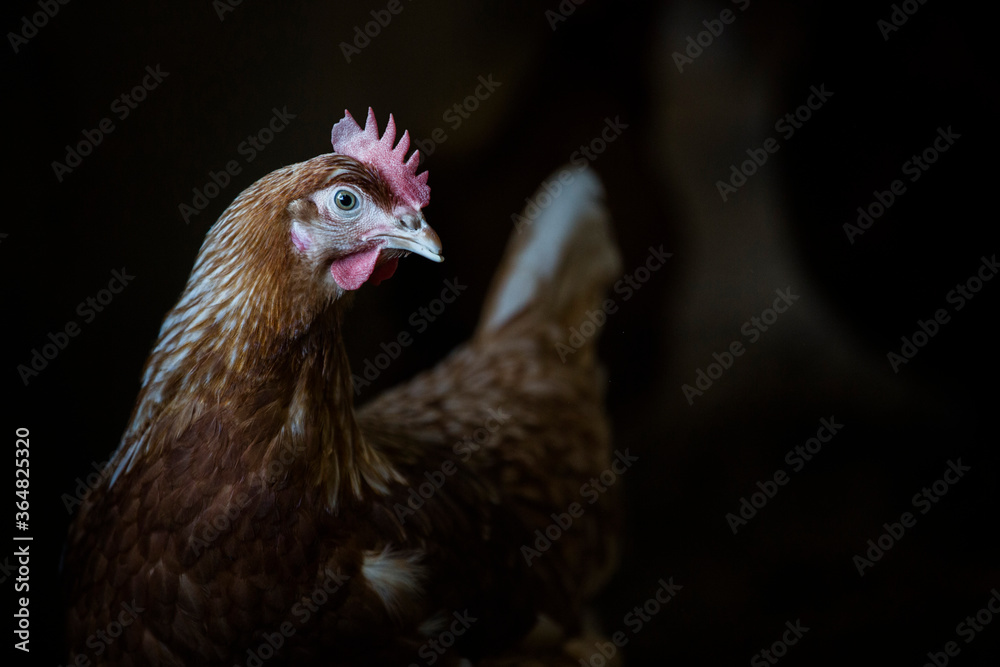 Free range chicken in a hen house. Free range chicken in a hen house.