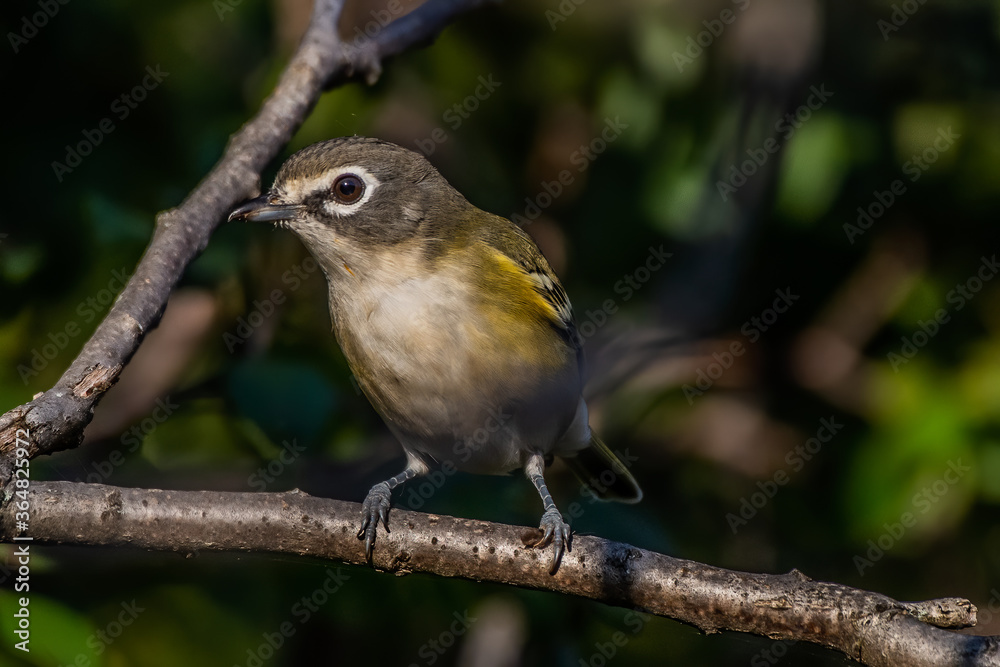 blue-headed vireo blue-headed vireo
