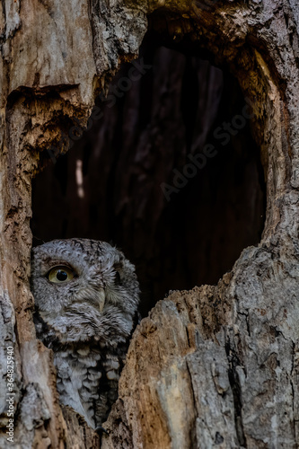 screech owl