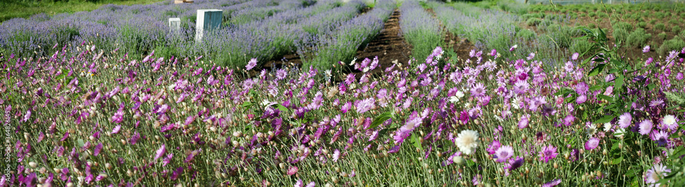 Fototapeta premium Panorama of lavender field and greenhouse with pink dried flowers in front
