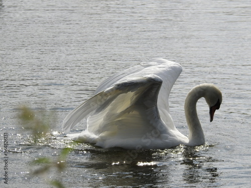 Swan