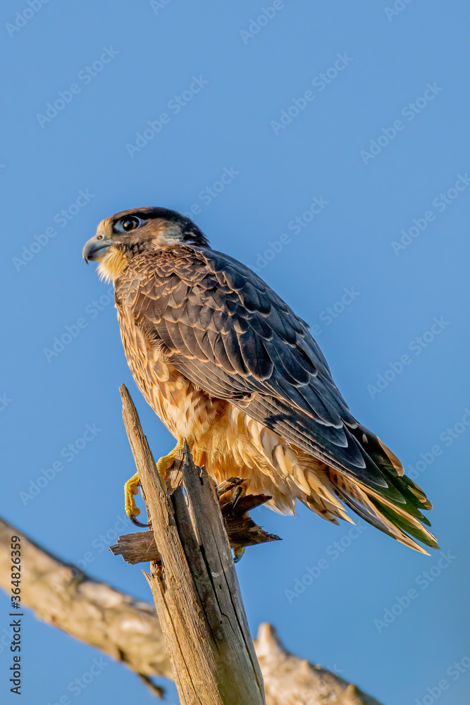 peregrine falcon peregrine falcon