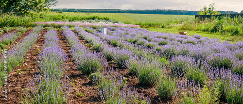 Rows of blooming lavender bushes in a garden plantations