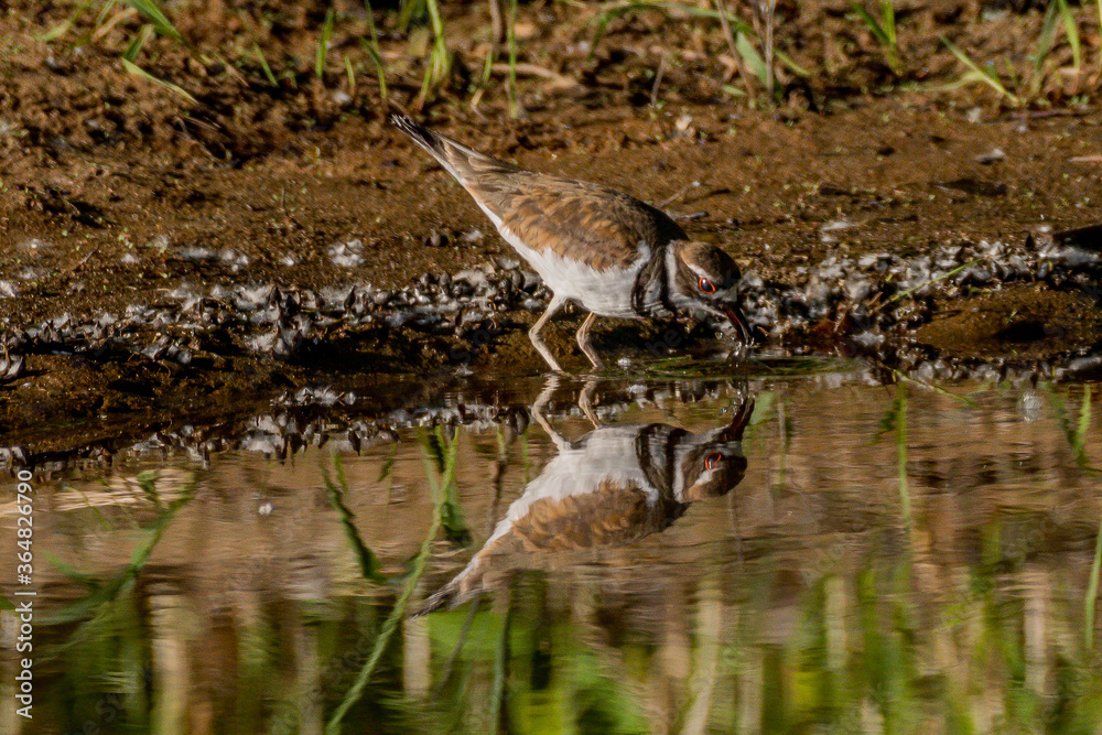 Fototapeta premium kildeer