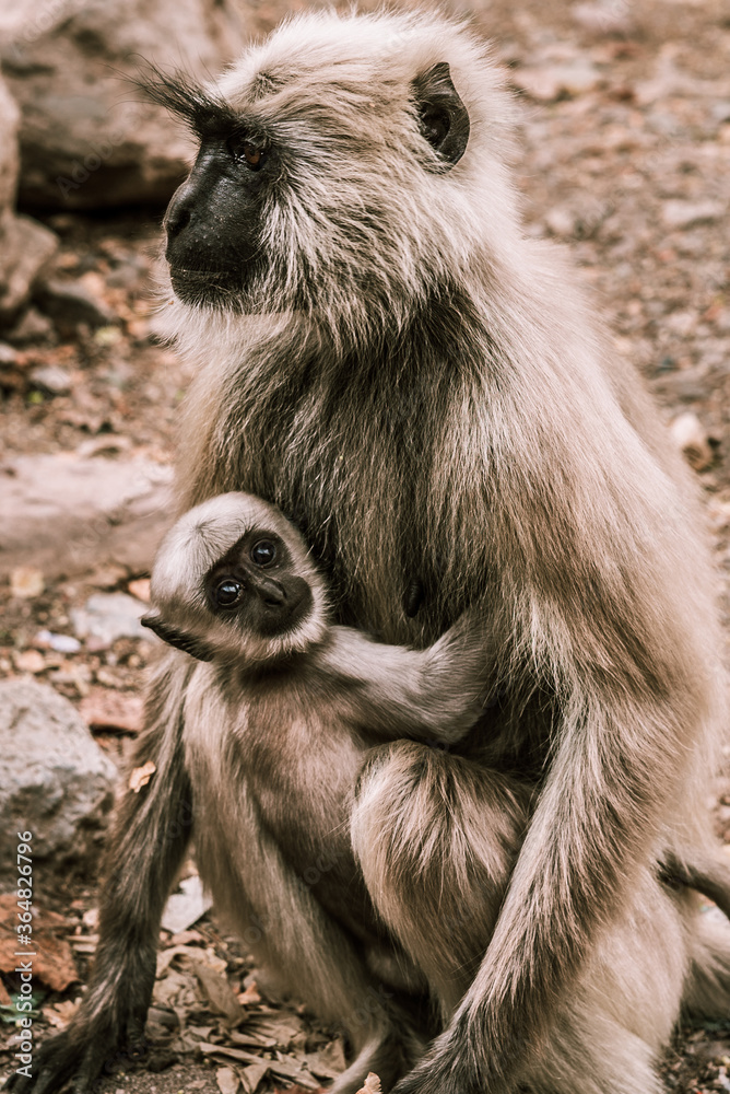 big gray monkey holds his little baby in the park