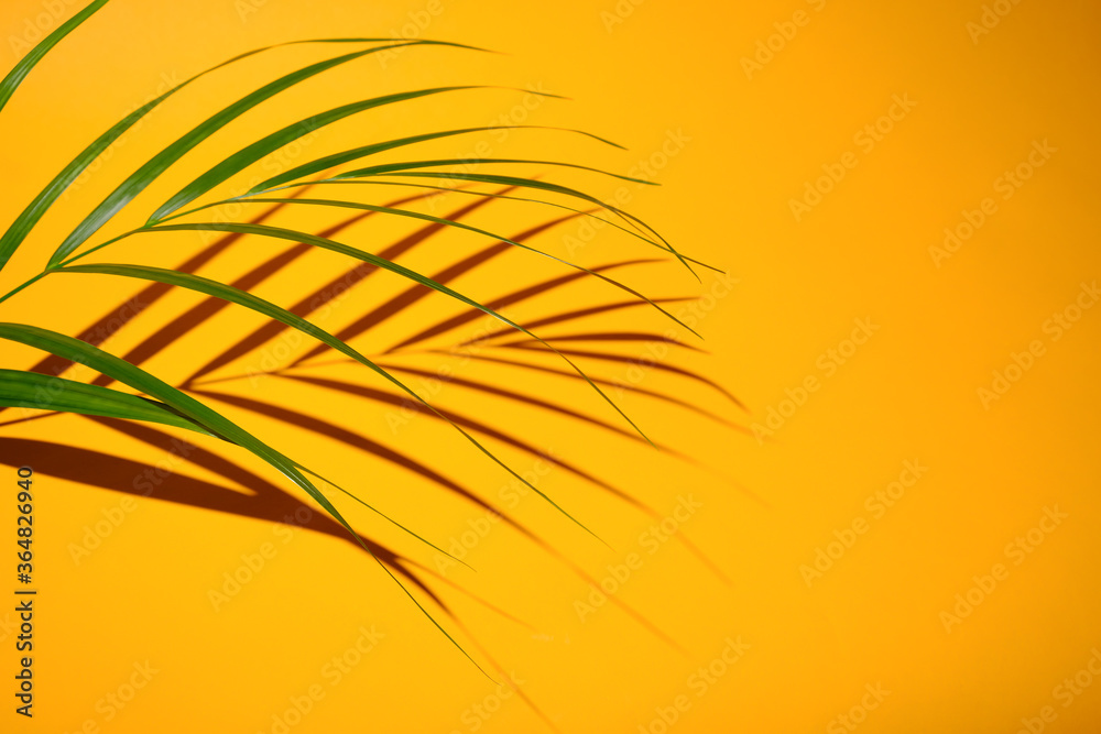 shadow from palm tree branch on a yellow background. High quality photo shadow from palm tree branch on a yellow background. High quality photo
