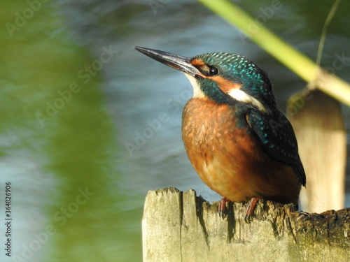 Common Kingfisher Europe