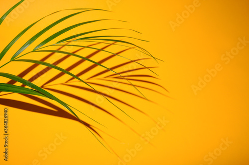 shadow from palm tree branch on a yellow background. High quality photo