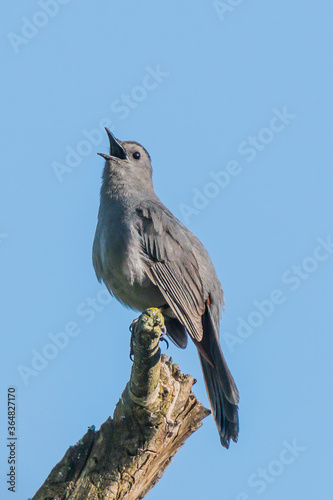 grey catbird photo