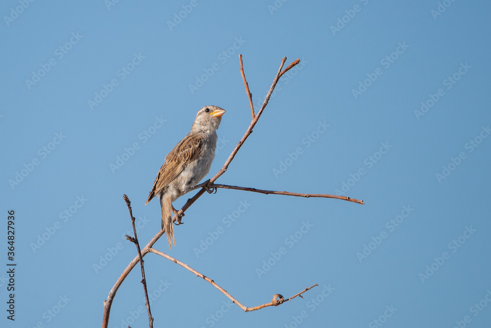 Fototapeta premium bird of prey