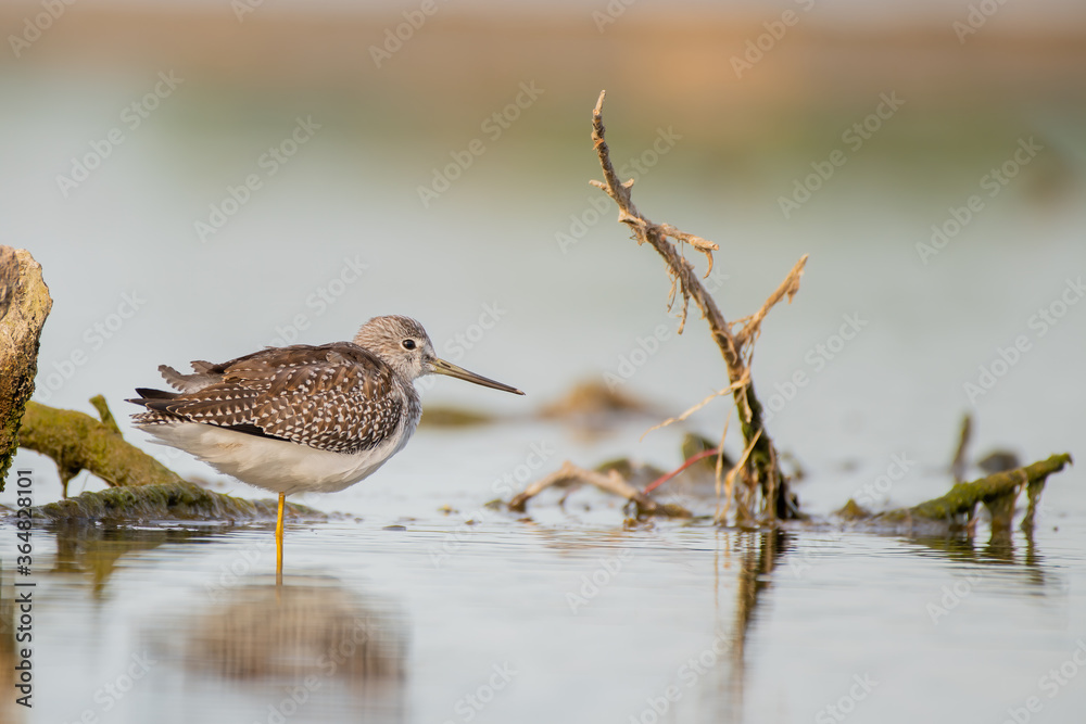 greater yellowlegs greater yellowlegs