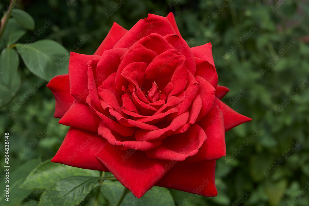 Summer. Roses blossomed in the garden of a country house. Summer. Roses blossomed in the garden of a country house.