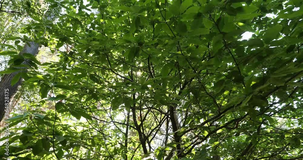 Lens flare through the forest leaves Lens flare through the forest leaves