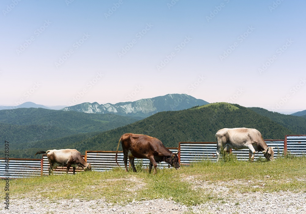 cows on the meadow against mountain cows on the meadow against mountain