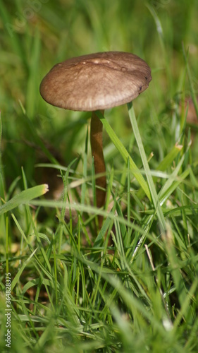 British mushrooms close up in the grass