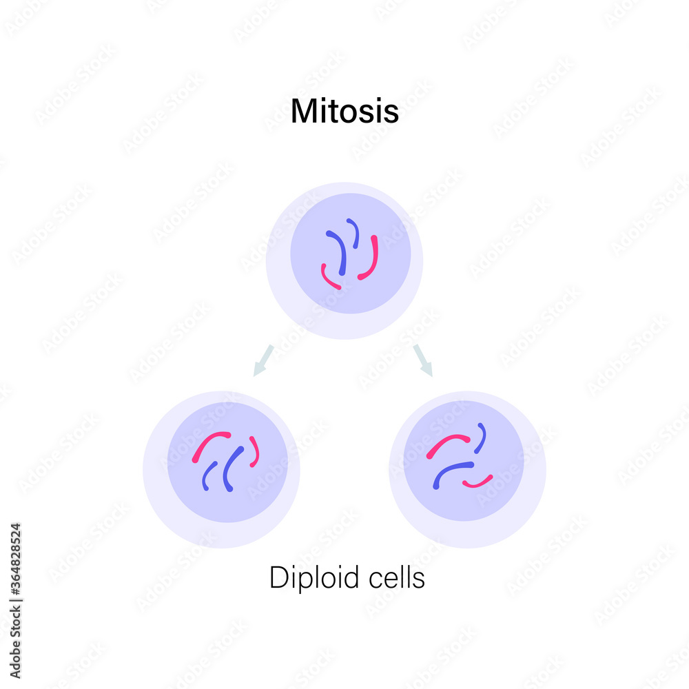 Mitosis cell division. Mitosis cell division.
