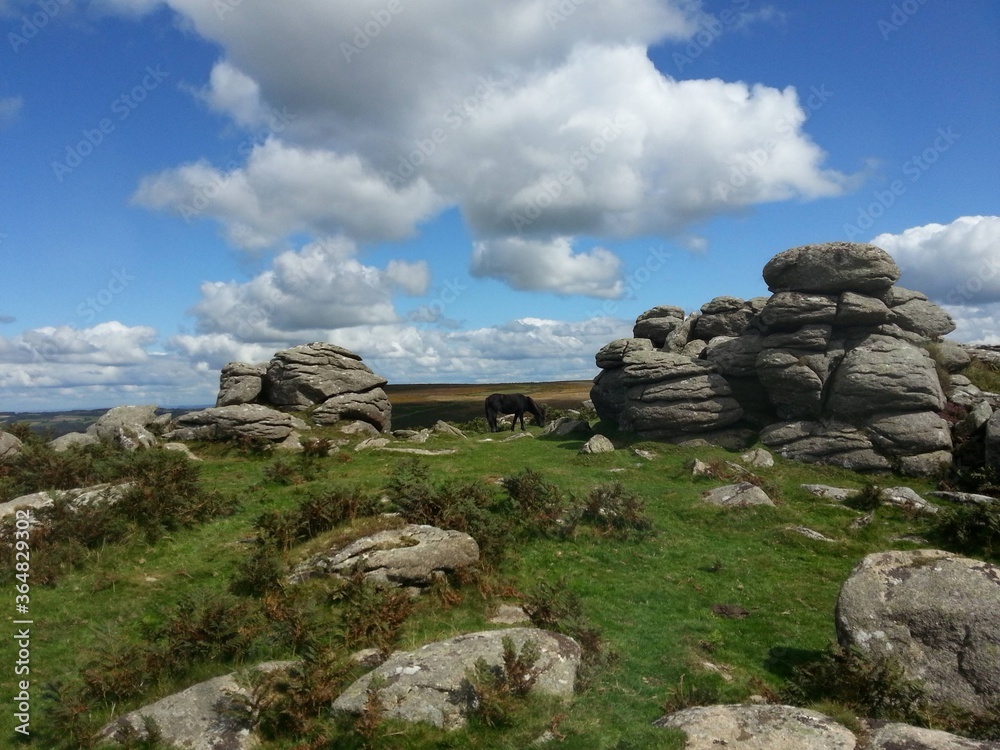 Horse on Dartmoor
