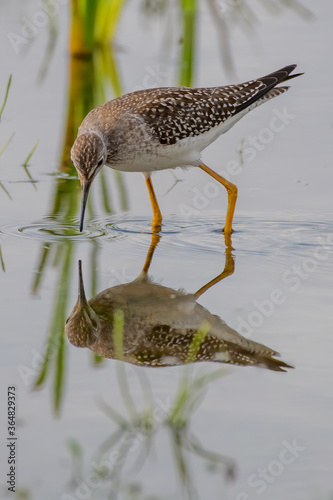 greater yellowlegs