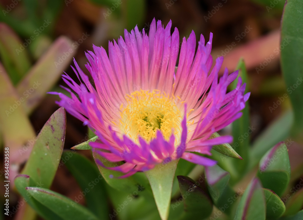 Obraz premium Flower