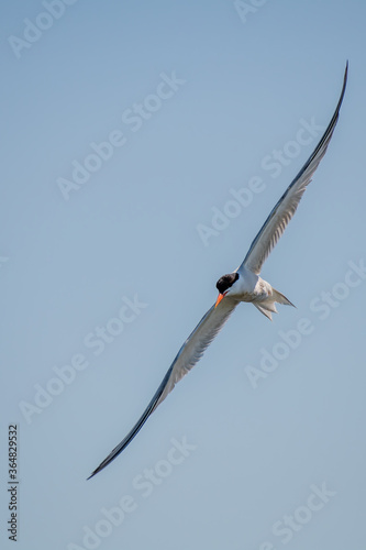 common tern