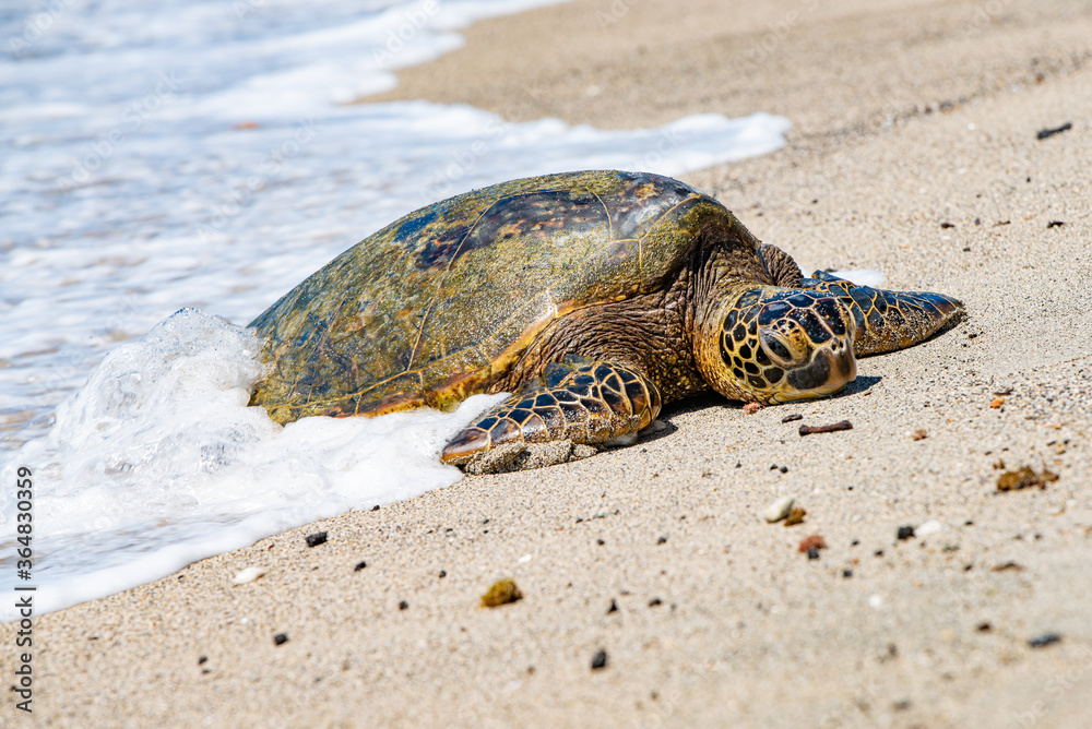 Green Sea Turtle on a beach in Hawaii
