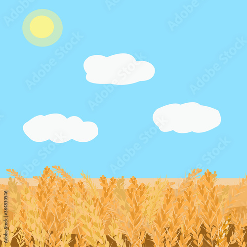 Field with wheat landscape and blue sky with clouds