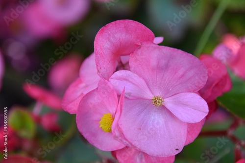 Kwiaty 