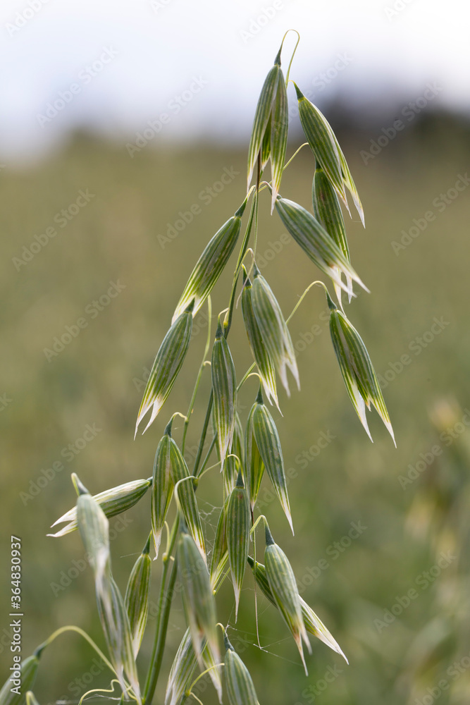 Detail of the green Oat Spike