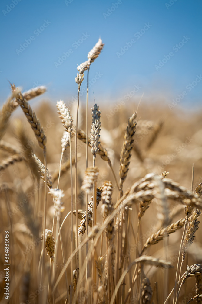 Obraz premium large wheat spikelets