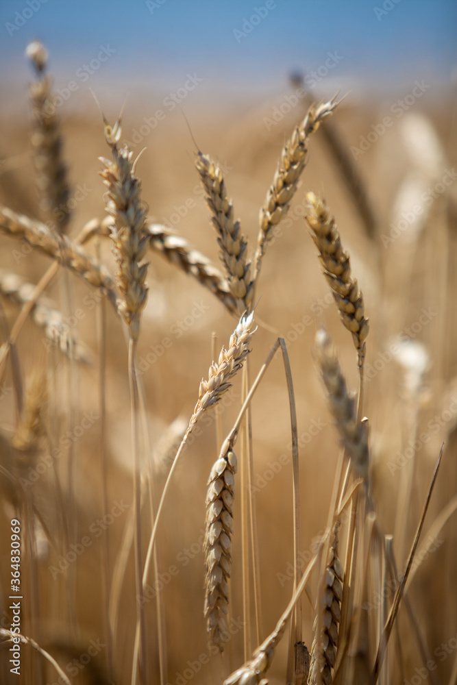 
large wheat spikelets
