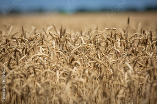 Wheat field