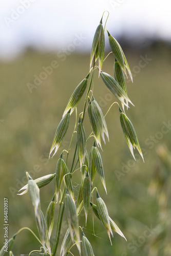 Obraz na płótnie Detail of the green Oat Spike w salonie