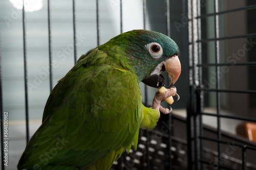 Blue-crowned parakeet in cage (conure) (Aratinga or Thectocercus or Psittacara acuticaudatus) photo