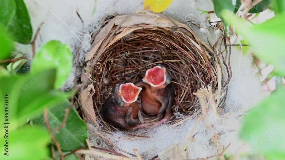 1 day old of baby birds in a nest of yellow-vented bulbul (Pycnonotus goiavier), or eastern yellow-vented bulbul, is a member of the bulbul family of passerine birds in nature at Thailand 1 day old of baby birds in a nest of yellow-vented bulbul (Pycnonotus goiavier), or eastern yellow-vented bulbul, is a member of the bulbul family of passerine birds in nature at Thailand