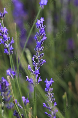 the lavender garden