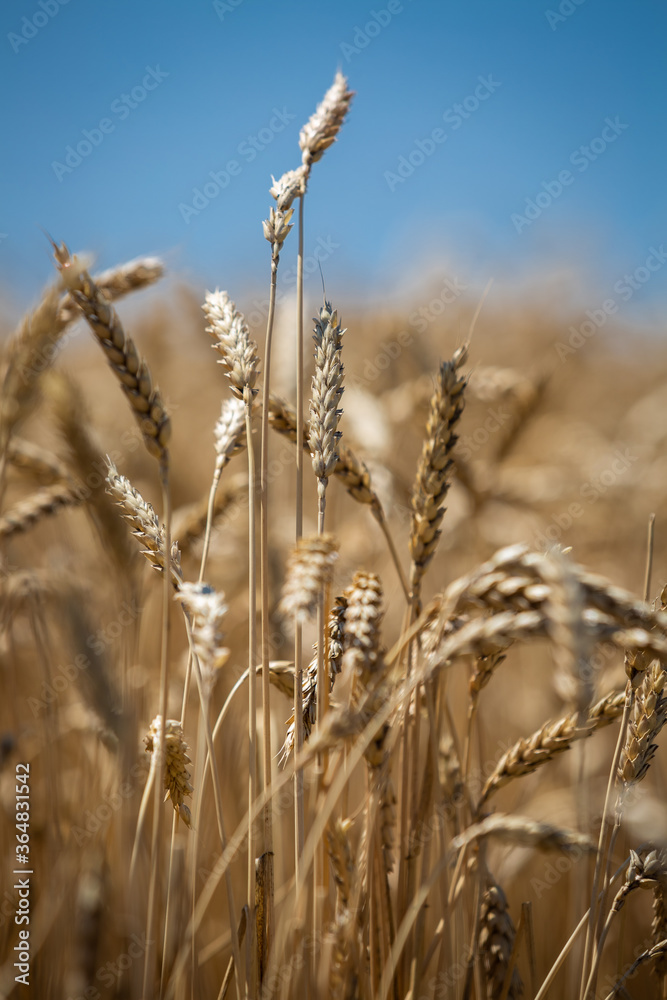 Fototapeta premium large wheat spikelets