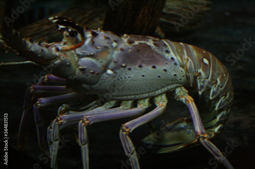 Lobster in aquarium in North Carolina 2008