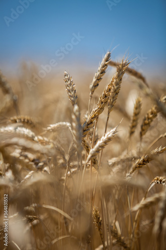  large wheat spikelets