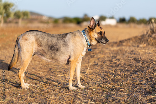 Portrait of beautiful German Sheppard dog  view